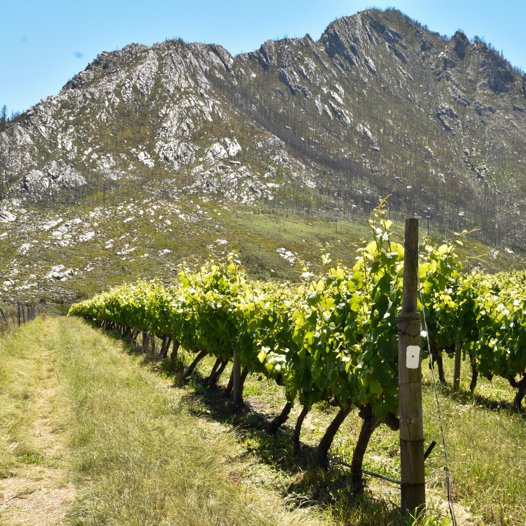 Herold Wines