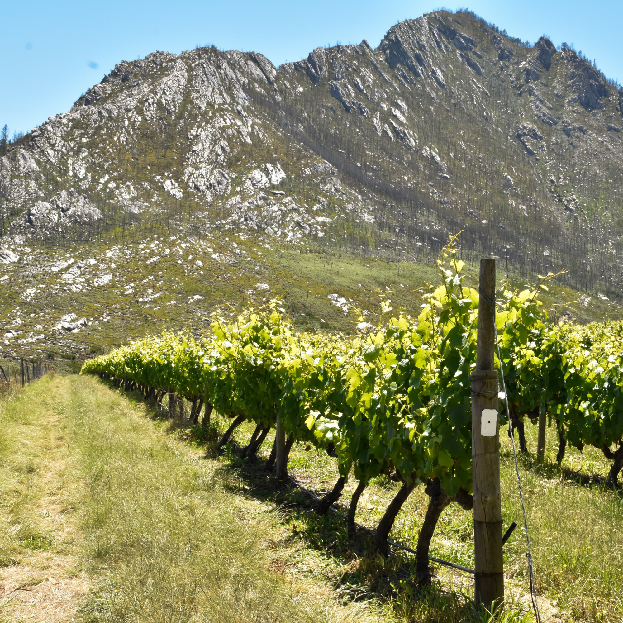 Herold Wines