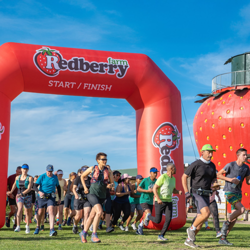 Runners starting or finishing a race at a Redberry farm event with a large inflatable archway and strawberry-shaped structure.
